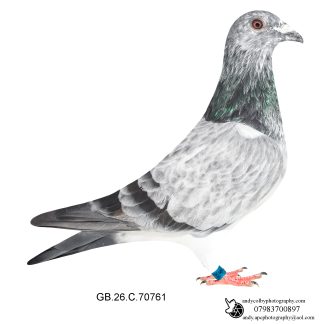 Louella Ludo Claessen Grizzle Cock 26-761 Ref 8391