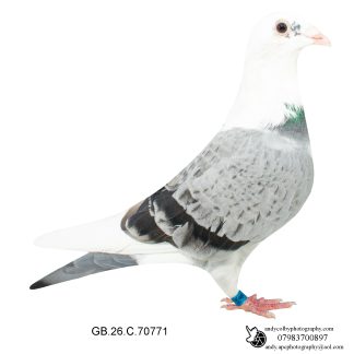 Louella Performance Busschaert Blue Pied Cock 26-771 Ref 8189