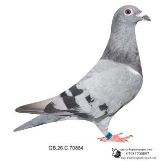 Louella Leideman Bros X Dirk van den Bulck Blue Hen 26-884 Ref 8385