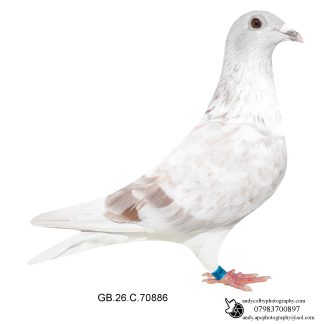 Louella Roland Janssen Mealy Grizzle Hen 26-886 Ref 8367