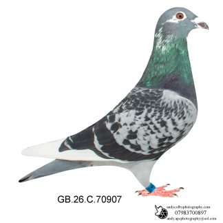 Louella Jan Aarden Cheq Pied  Cock 26-907 Ref 8587