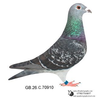 Louella Jan Aarden Dark Cheq Hen 26-910 Ref 8568