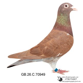 Louella Meuleman Chocolate Hen 26-949 Ref 8611