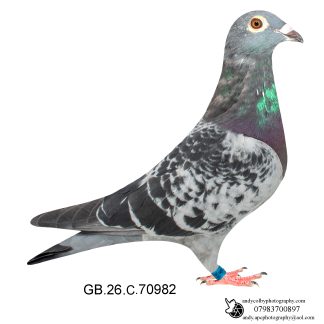 Louella Nico Volken Cheq Cock 26-982 Ref 8560