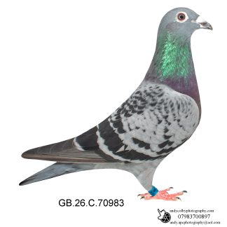 Louella Nico Volken Cheq Hen 26-983 Ref 8561