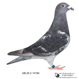 Louella Jacob Poortvliet Dark Cheq Cock 26-789 Ref 8240