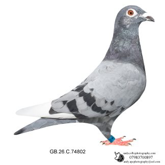 Louella Nico Volkens Blue W/F Cock 26-802 Ref 8399