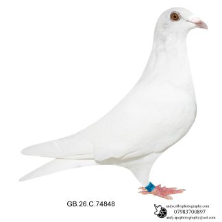 Louella Ludo Claessen White Red Grizzle Hen 26-848 Ref 8392