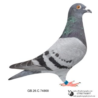Louella Cools X Hooyman /Vandenabeele Blue Cock 26-868 Ref 8272