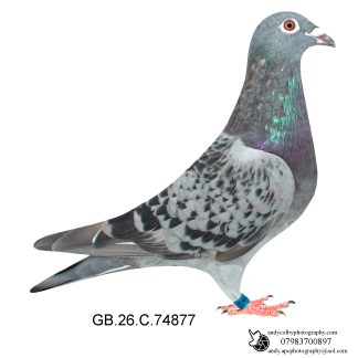 Louella Jan Aarden Cheq W/F Hen 26-877 Ref 8590