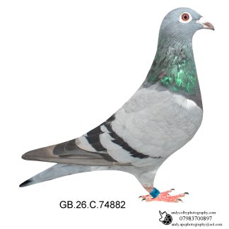 Louella Jan Aarden Blue Hen 26-882 Ref 8591