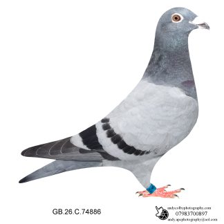 Louella Vandenabeele Blue Cock 26-886 Ref 8227