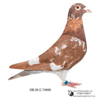 Louella Meulemans Chocolate Pied Cock 26-899 Ref 8458