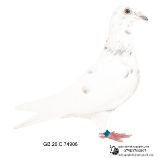 Louella Ludo Claessen White Red Grizzle Cock 26-906 Ref 8305