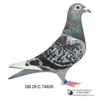 Louella Jan Aarden Cheq W/F  Cock 26-929 Ref 8586