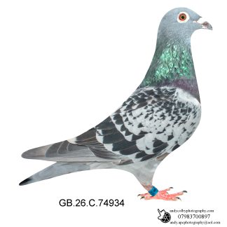 Louella Nico Volken Cheq Hen 26-934 Ref 8562