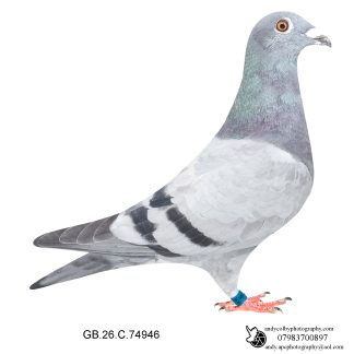 Louella Vandenabeele Blue Hen 26-946 Ref 8229