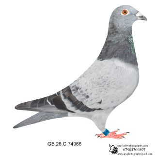 Louella Dirk van den Bulck X Jos Cools Pencil Blue Cock 26-966 Ref 8439
