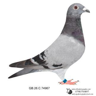 Louella Dirk van den Bulck X Jos Cools Blue Cock 26-967 Ref 8441