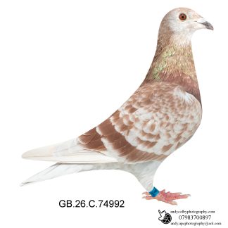 Louella Jan Aarden Red Cheq Hen 26-992 Ref 8565