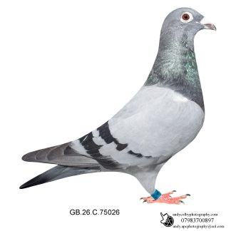 Louella Dirk van den Bulck Blue Cock 26-026 Ref 8416