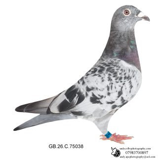 Louella Jacob Poortvliet Cheq Hen 26-038 Ref 8344