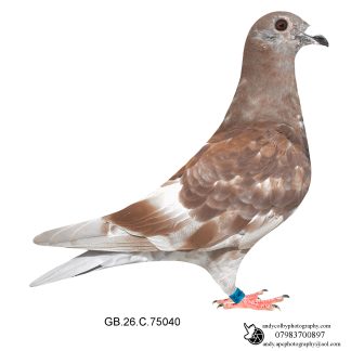 Louella Jacob Poortvliet Red Cheq Cock 26-040 Ref 8294