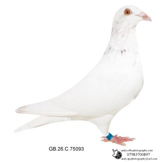 Louella Roland Janssen white Red Grizzle Cock 26-093 Ref 8372