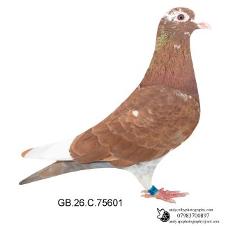 Louella Meuleman Chocolate W/F Cock 26-601 Ref 8612