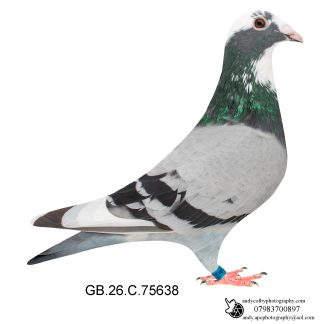 Louella V D Bulck X Vandenabeele Blue Pied Cock 26-638 Ref 8533