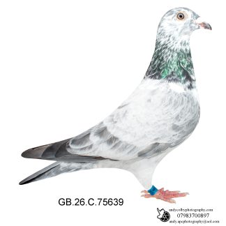Louella Leideman Bros Grizzle Cock 26-639 Ref 8594