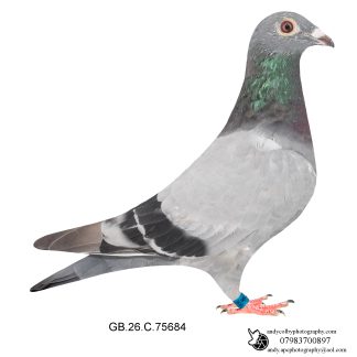 Louella Dirk van den Bulck X Jos Cools Blue W/F Hen 26-684 Ref 8442
