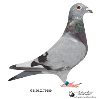 Louella Dirk van den Bulck X Jos Cools Blue W/F Hen 26-689 Ref 8440