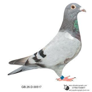 Louella Leideman Bros Blue Hen 26-517 Ref 8151