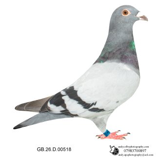 Louella Leideman Bros Blue Cock 26-518 Ref 8150