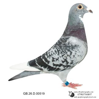 Louella Dirk V D Bulck X Jos Cools Cheq W/F Cock 26-519 Ref 8212