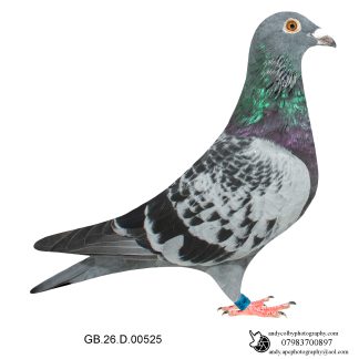 Louella Sky Blazer Cheq Cock 26-525 Ref 8191