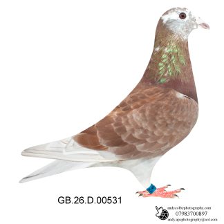 Louella Jan Aarden Red Slight Pied Cock 26-531 Ref 8585