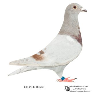 Louella Dirk V D Bulck Mealy Cock 26-563 Ref 8175