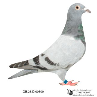 Louella Leideman Bros Blue Cock 26-599 Ref 8111