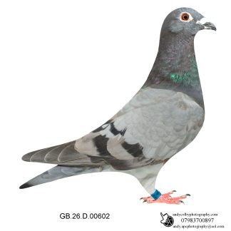 Louella Leideman Bros Blue Hen 26-602 Ref 8187