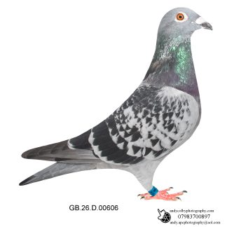 Louella Vandenabeele Cheq Cock 26-606 Ref 8497