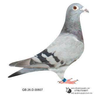 Louella Vandenabeele Blue Cock 26-607 Ref 8162