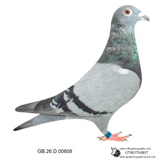 Louella Vandenabeele Blue Hen 26-608 Ref 8223