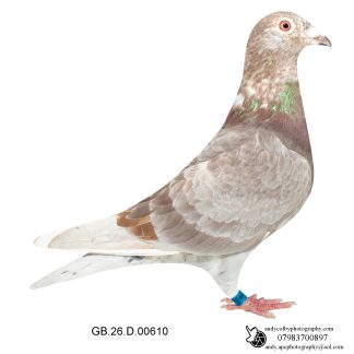 Louella Dirk V D Bulck Strawberry Mealy W/F Cock 26-610 Ref 8203
