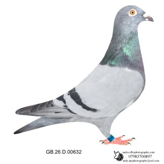 Louella Leideman Bros Blue Cock 26-632 Ref 8287