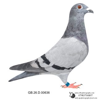 Louella Leideman Bros Blue Cock 26-636 Ref 8288