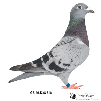Louella Jacob Poortvliet Light Cheq Cock 26-646 Ref 8345
