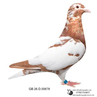 Louella Chocolates Chocolate Pied Hen 26-678 Ref 8382