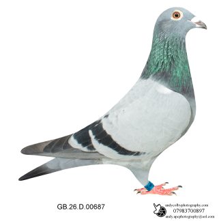 Louella Vandenabeele Blue Hen 26-687 Ref 8163